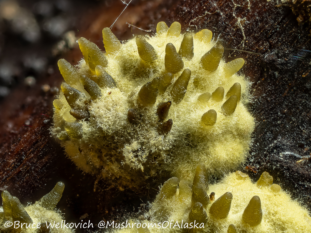 Neobarya parasitica