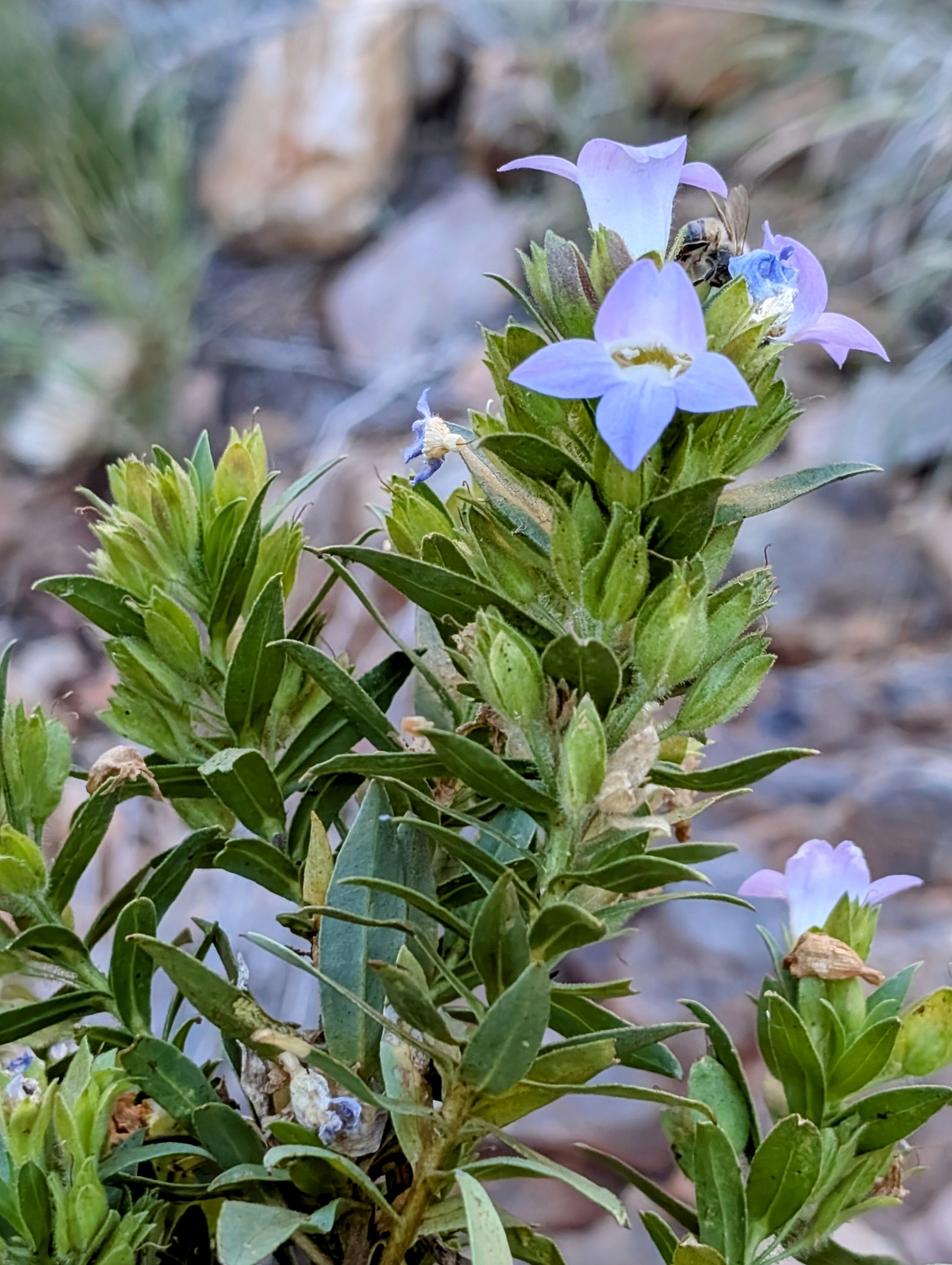 Eremophila acrida