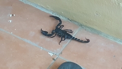 Heterometrus spinifer