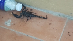 Heterometrus spinifer