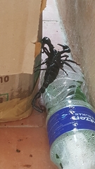 Heterometrus spinifer