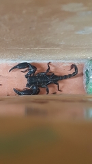 Heterometrus spinifer