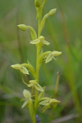 Habenaria repens