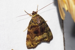 Labanda akioseinoi