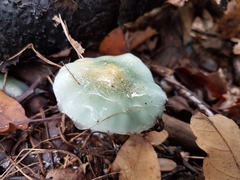Agaricomycetes