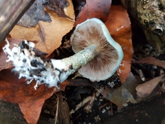 Agaricomycetes