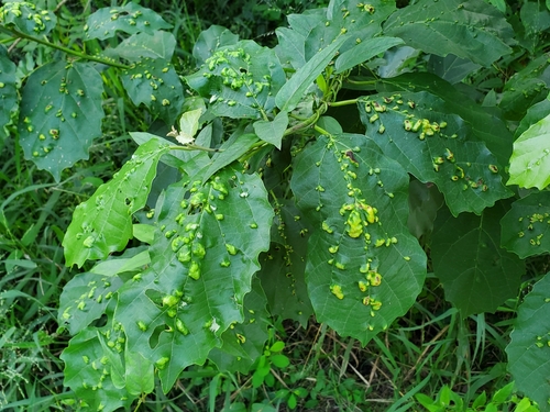 Cordia dichotoma iNat (1)