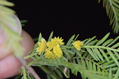 Taxodiomyia