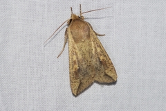 Mythimna separata