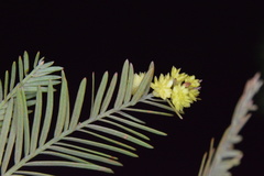 Taxodiomyia