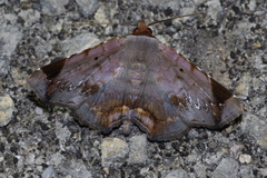 Mecodina albodentata