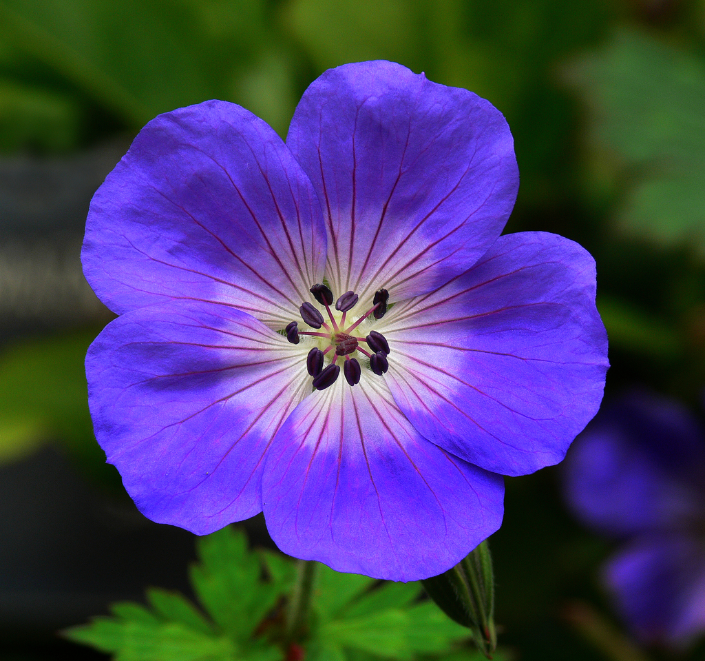 geraniums and cranesbills (Geranium) - Botanical Realm
