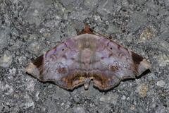 Mecodina albodentata