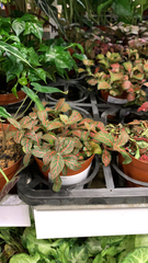 Fittonia