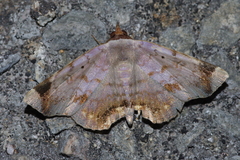 Mecodina albodentata