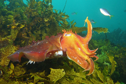 Australian Giant Cuttlefish (Ascarosepion apama) · iNaturalist