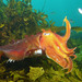 Australian Giant Cuttlefish - Photo (c) John Turnbull, some rights reserved (CC BY-NC-SA)