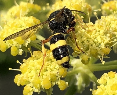 Ornate-tailed Digger Wasp photo 5