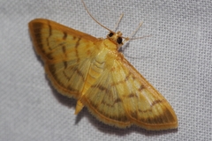 Pleuroptya punctimarginalis