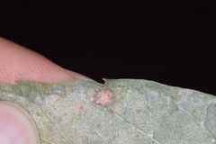 Celticecis capsularis