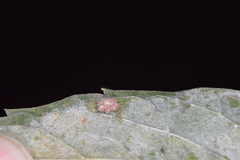 Celticecis capsularis