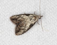 Nola pleurochorda
