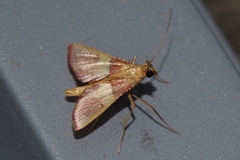 Endotricha olivacealis