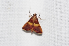 Endotricha olivacealis