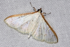 Palpita homalia