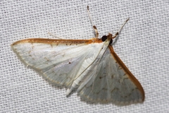 Palpita homalia
