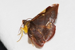 Fascellina chromataria