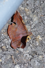 Fascellina chromataria