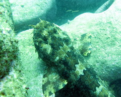 Orectolobus halei
