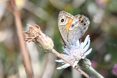 Lasiommata schakra