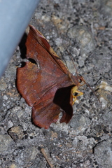 Fascellina chromataria