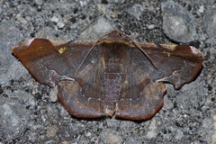 Fascellina chromataria