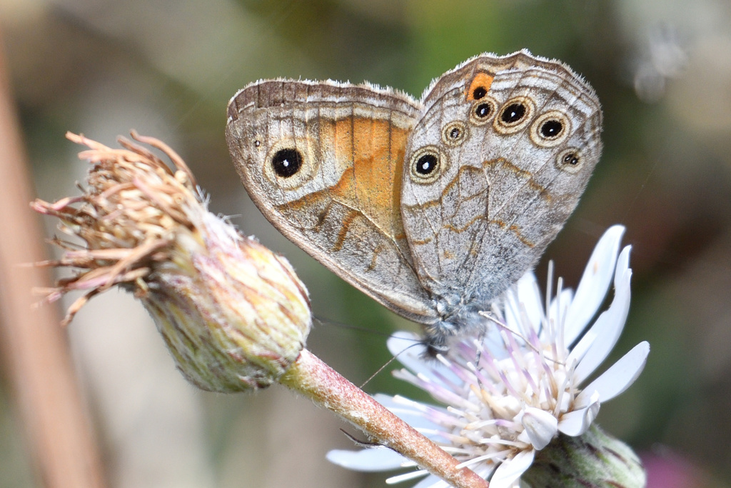 Lasiommata schakra