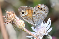 Lasiommata schakra