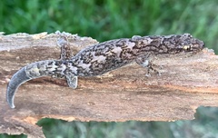 Christinus marmoratus