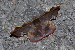Fascellina chromataria