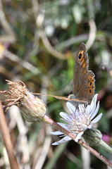 Lasiommata schakra