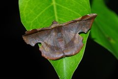 Fascellina chromataria