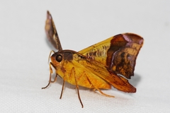 Fascellina chromataria