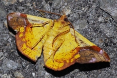 Fascellina chromataria