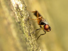Heteromeringia nitida