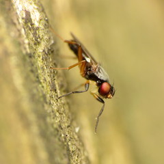 Heteromeringia nitida