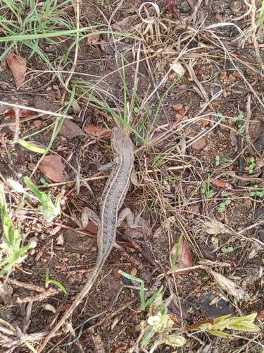 Brown’s Bunchgrass Lizard, Sceloporus brownorum