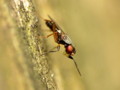 Heteromeringia nitida