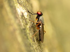 Heteromeringia nitida