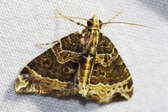 Ecliptopera umbrosaria